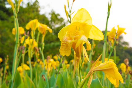 The flower is a yellow color の写真素材