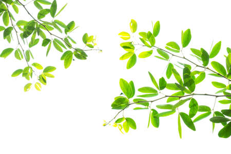 panoramic Green leaves on white background の写真素材