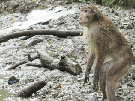macaque in Mangrove Forest, Klong Kone, Thailand