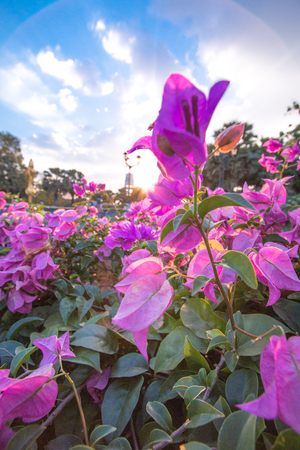 Bougainvillea flowers in a garden with sun shining through a gap in the foliage overhead.の写真素材