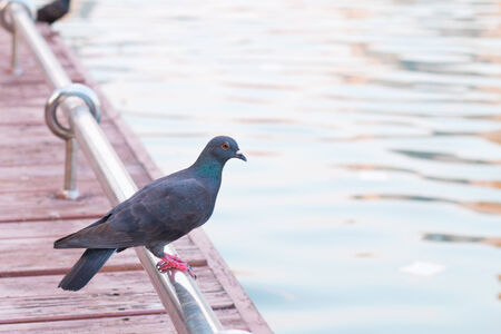 ferral pigeon detailの写真素材
