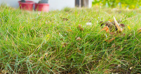Grass closeupの写真素材