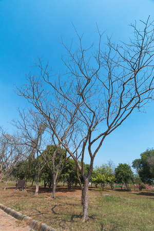 a barren tree on a minimal landscape of grass and sky の写真素材