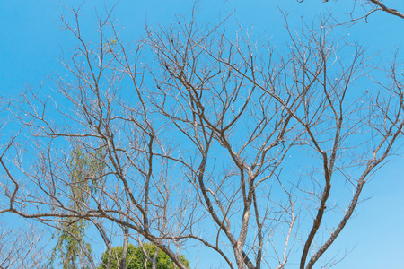 a barren tree landscape of sky の写真素材