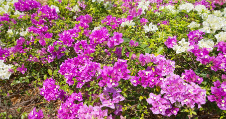 flowers bougainvillea purple in the gardenの写真素材
