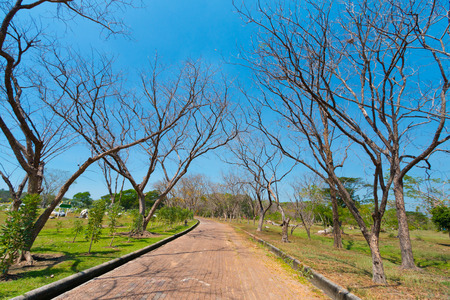 Dead tree roadの写真素材