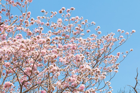 Pink Tabebuia Tree Blooming Against Blue Sky.の写真素材
