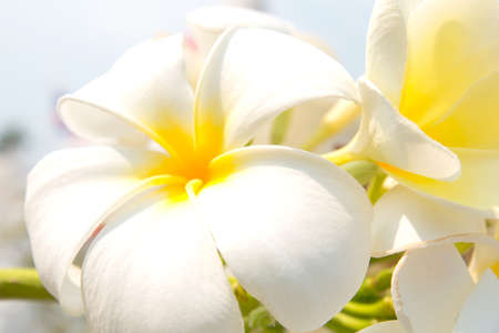 White frangipani flowersの写真素材