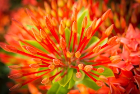 Red Ixoraの写真素材