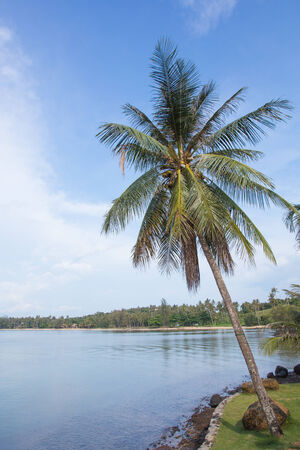 River landscape and coconut treeの写真素材