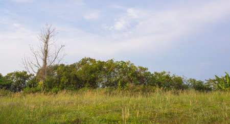 green nature landscapeの写真素材