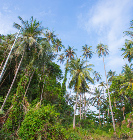 tropical palms with beach and sea の写真素材