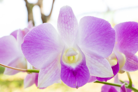 Orchid Bloomsの写真素材