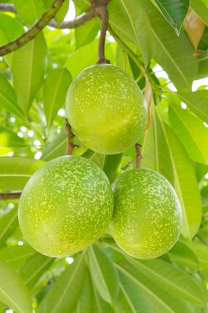 Green orangeの写真素材