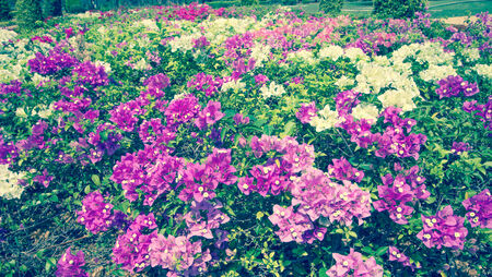 flowers bougainvillea purple in the gardenの写真素材
