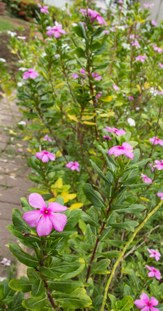 Vinca flower in gargenの写真素材