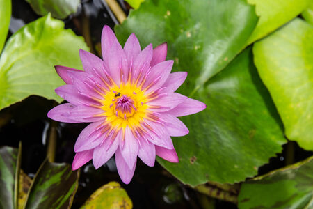 Lotus flower and Lotus flower plantsの写真素材