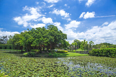 Beautiful lotus lagoon in thailandの写真素材