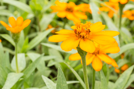 wedelia trilobata, little yellow flowerの写真素材