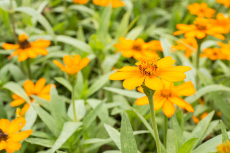 wedelia trilobata, little yellow flowerの写真素材