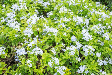 flower in gargenの写真素材