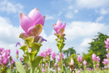 Photo of Curcuma alismatifolia blossom in Thailandの写真素材