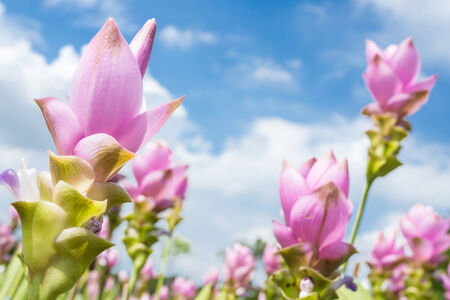 Photo of Curcuma alismatifolia blossom in Thailandの写真素材