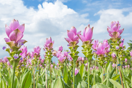 Photo of Curcuma alismatifolia blossom in Thailandの写真素材