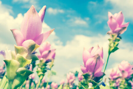 Photo of Curcuma alismatifolia blossom in Thailandの写真素材