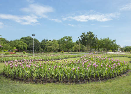 flower at park, gardenの写真素材