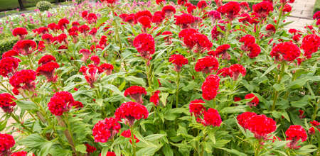 Beautiful Cockscomb Flower In The Garden