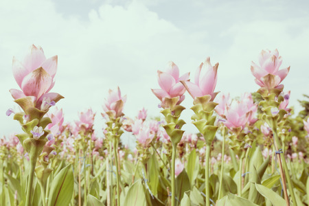 Photo of Curcuma alismatifolia blossom in Thailand