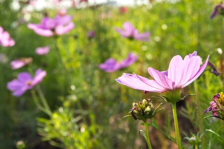 C.sulphureus Cav. or Sulfur Cosmos, flower in gardenの写真素材