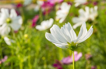 C.sulphureus Cav. or Sulfur Cosmos, flower in gardenの写真素材