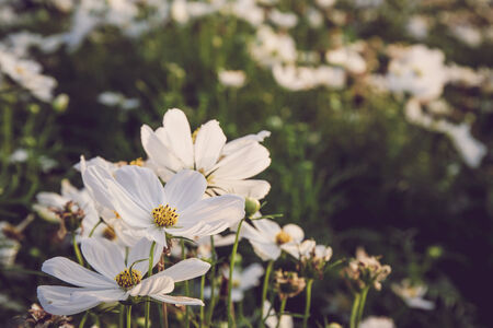 C.sulphureus Cav. or Sulfur Cosmos, flowerの写真素材