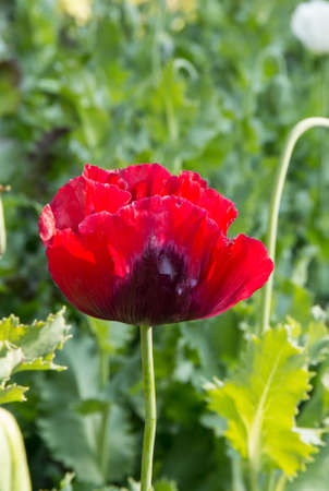 Opium is a narcoticの写真素材