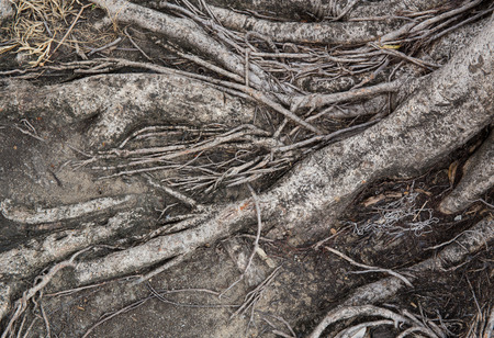 The roots of the tree.の写真素材