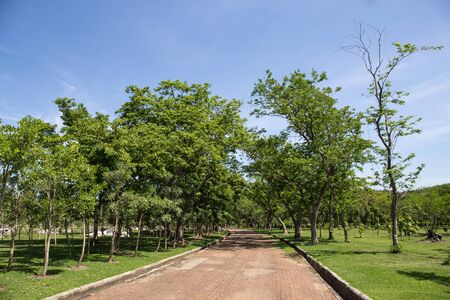 Stone Pathway in the Green Park