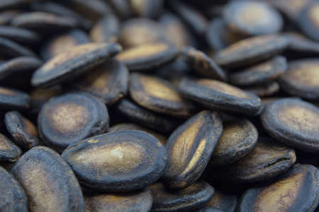 dry watermelon seeds on white backgroundの写真素材