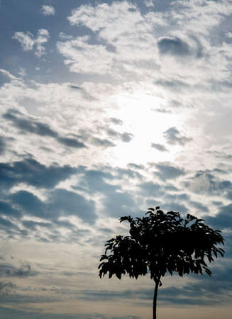 sky clouds and tree  silhouette backgroundの写真素材