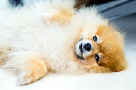 dog lying on white floor in luxury Hotel roomの写真素材