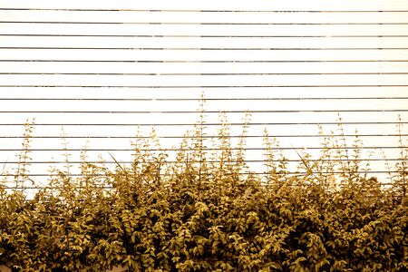 ornamental plants on wallの写真素材