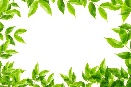 green leaves frame on white backgroundの写真素材