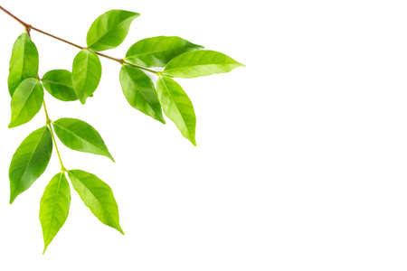 Green leaf isolated backgroundの写真素材