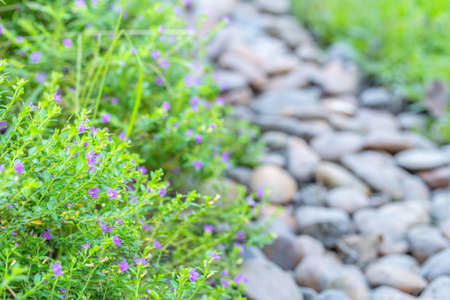 beautiful garden flowersの写真素材