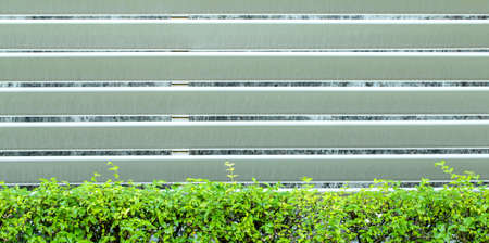 ornamental plants on wallの写真素材