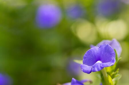 Blue Hawaii or Otacanthus coeruleus A.Rose focus on the petals.の写真素材