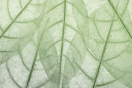 leave, leaf design abstract background