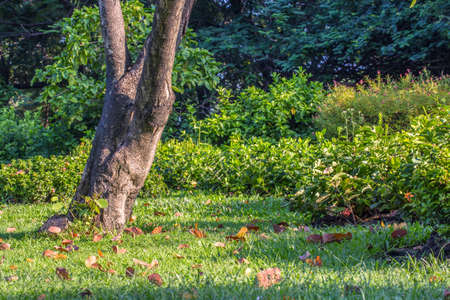 Green trees in park and sunlightの写真素材