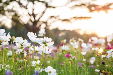 Blurred nature background with summer flowers in garden
